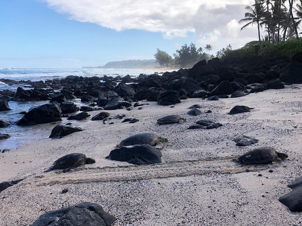 Hawaiian green sea turtles resting on Laniākea Beach on Oʻahu