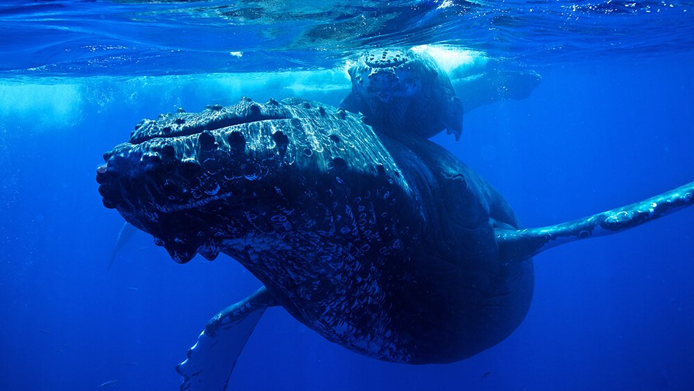 Humpback whale and calf swimming underwater in Hawaii