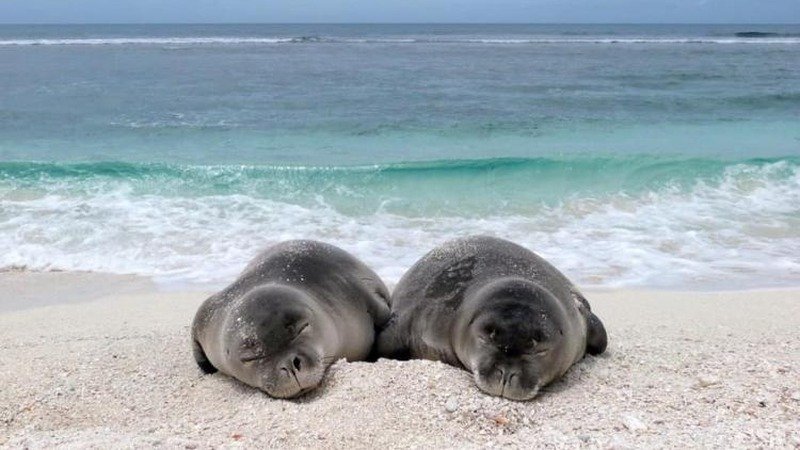 monk seals 16x9