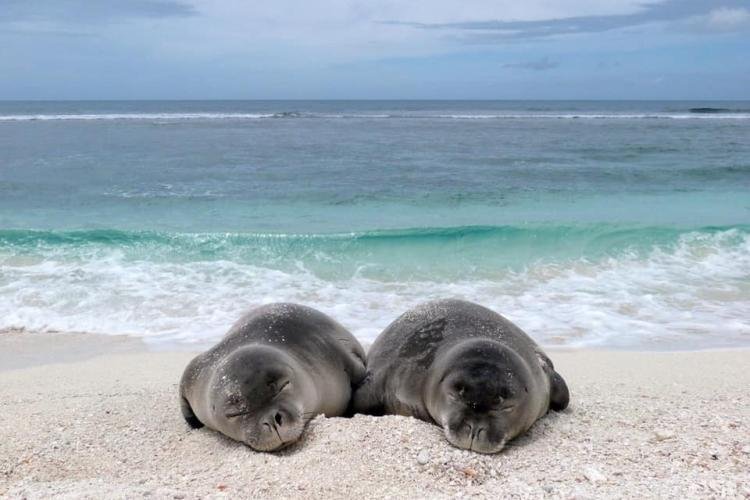 Hawaiian monk seal resting on a beach in Hawaii