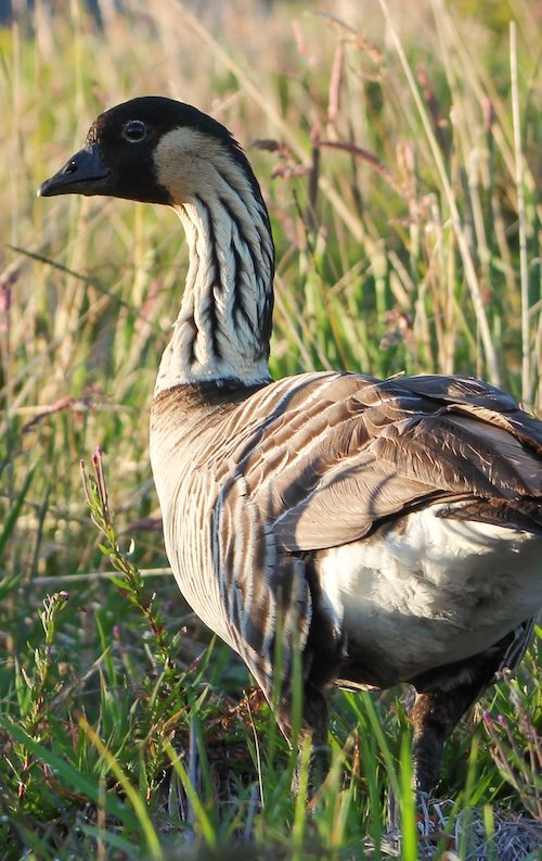 Nēnē standing in grass and lava rock habitat in Hawaii