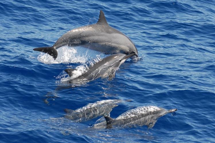 spinner dolpHawaiian spinner dolphin leaping out of the oceanhins