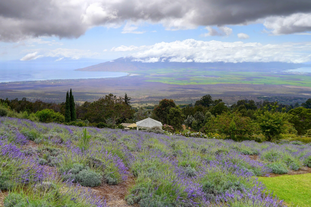 Lavender fields at Aliʻi Kula Lavender Farm in Upcountry Maui