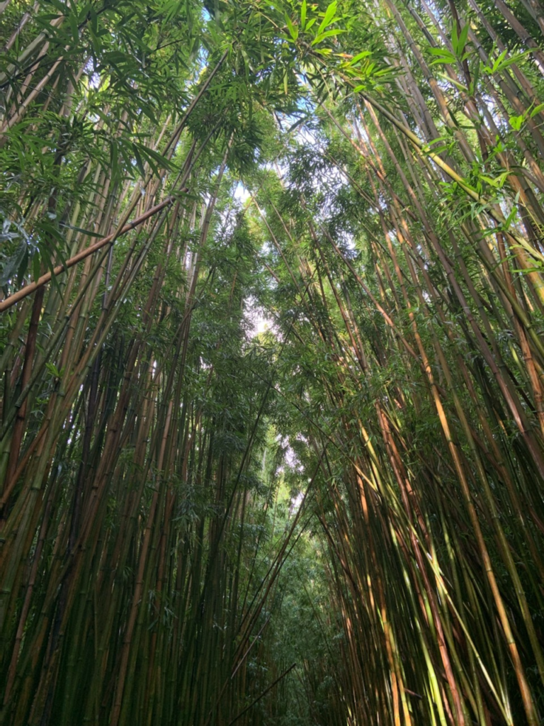 Bamboo forest along the Pīpīwai Trail in Haleakalā National Park on Maui